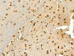 MCK10 Antibody in Immunohistochemistry (Paraffin) (IHC (P))