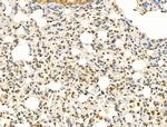 MCK10 Antibody in Immunohistochemistry (Paraffin) (IHC (P))