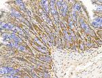 MCK10 Antibody in Immunohistochemistry (Paraffin) (IHC (P))