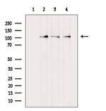 MCK10 Antibody in Western Blot (WB)