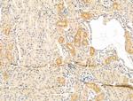 DERL2 Antibody in Immunohistochemistry (Paraffin) (IHC (P))