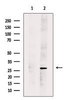 DERL2 Antibody in Western Blot (WB)