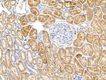 DCD Antibody in Immunohistochemistry (Paraffin) (IHC (P))