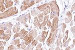 DLL1 Antibody in Immunohistochemistry (Paraffin) (IHC (P))