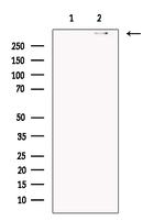 DNAH5 Antibody in Western Blot (WB)