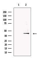 DNase II Antibody in Western Blot (WB)