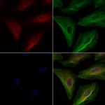 DOCK2 Antibody in Immunocytochemistry (ICC/IF)