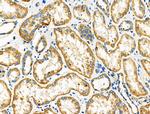 DRD2 Antibody in Immunohistochemistry (Paraffin) (IHC (P))