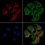 DUSP19 Antibody in Immunocytochemistry (ICC/IF)