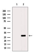 DUSP19 Antibody in Western Blot (WB)