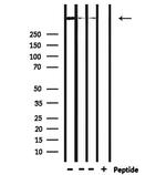 DYNC1H1 Antibody in Western Blot (WB)