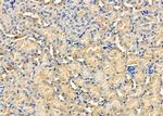 EBI3 Antibody in Immunohistochemistry (Paraffin) (IHC (P))