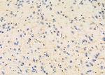 EBI3 Antibody in Immunohistochemistry (Paraffin) (IHC (P))