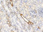 ECM2 Antibody in Immunohistochemistry (Paraffin) (IHC (P))