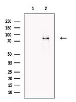 ECM2 Antibody in Western Blot (WB)