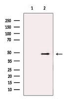 ECSIT Antibody in Western Blot (WB)