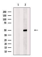 ECSIT Antibody in Western Blot (WB)