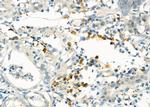 EDEM3 Antibody in Immunohistochemistry (Paraffin) (IHC (P))