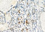 EDEM3 Antibody in Immunohistochemistry (Paraffin) (IHC (P))