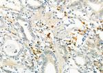 EDEM3 Antibody in Immunohistochemistry (Paraffin) (IHC (P))