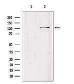 EDEM3 Antibody in Western Blot (WB)