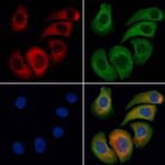 EEF1A1 Antibody in Immunocytochemistry (ICC/IF)