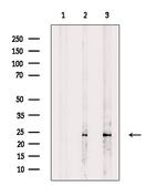 EEF1B2 Antibody in Western Blot (WB)