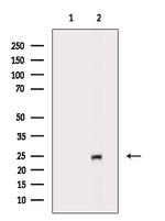 EEF1B2 Antibody in Western Blot (WB)