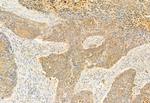 eIF4A3 Antibody in Immunohistochemistry (Paraffin) (IHC (P))