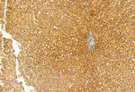 eIF4A3 Antibody in Immunohistochemistry (Paraffin) (IHC (P))