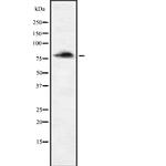 ENAH Antibody in Western Blot (WB)