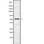 ENTPD2 Antibody in Western Blot (WB)