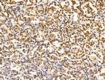 XPO5 Antibody in Immunohistochemistry (Paraffin) (IHC (P))