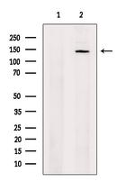 XPO5 Antibody in Western Blot (WB)