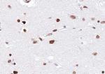 EZH1 Antibody in Immunohistochemistry (Paraffin) (IHC (P))