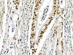 EZH1 Antibody in Immunohistochemistry (Paraffin) (IHC (P))