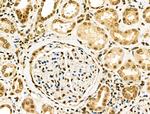 EZH1 Antibody in Immunohistochemistry (Paraffin) (IHC (P))