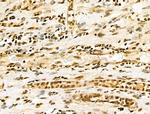 EZH1 Antibody in Immunohistochemistry (Paraffin) (IHC (P))