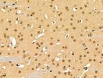 EZH1 Antibody in Immunohistochemistry (Paraffin) (IHC (P))