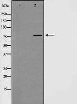 EZH1 Antibody in Western Blot (WB)