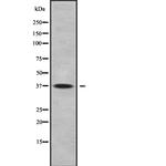 LFG Antibody in Western Blot (WB)