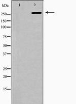 FASN Antibody in Western Blot (WB)