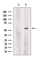 FDXR Antibody in Western Blot (WB)