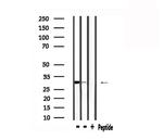 FGF2 Antibody in Western Blot (WB)