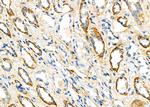 FGF4 Antibody in Immunohistochemistry (Paraffin) (IHC (P))