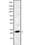 FGF4 Antibody in Western Blot (WB)