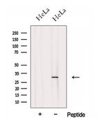 FHL2 Antibody in Western Blot (WB)