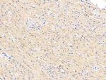 FKBP3 Antibody in Immunohistochemistry (Paraffin) (IHC (P))