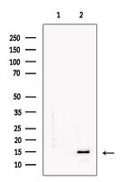 SEM1 isoform 2 Antibody in Western Blot (WB)