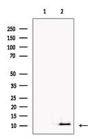 NPFF Antibody in Western Blot (WB)